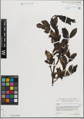 Foto von Salix mielichhoferi Saut.